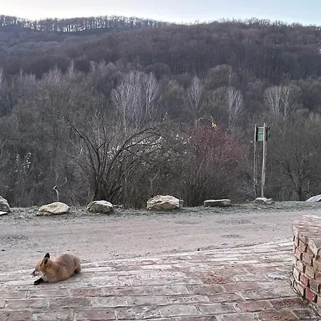 Bauer Vendeghaz Puespoekszentlaszlo Pensjonat Hosszuheteny