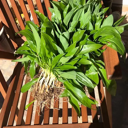 Bauer Vendeghaz Puespoekszentlaszlo 4* Hosszuheteny